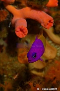 Pictichromis paccagnellae Vanille fraise-Wakatobi Binongky Binmo-8m-20180527-Denis-ADER-DSC_1235_tn
